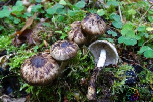 Psathyrella maculata (3)6